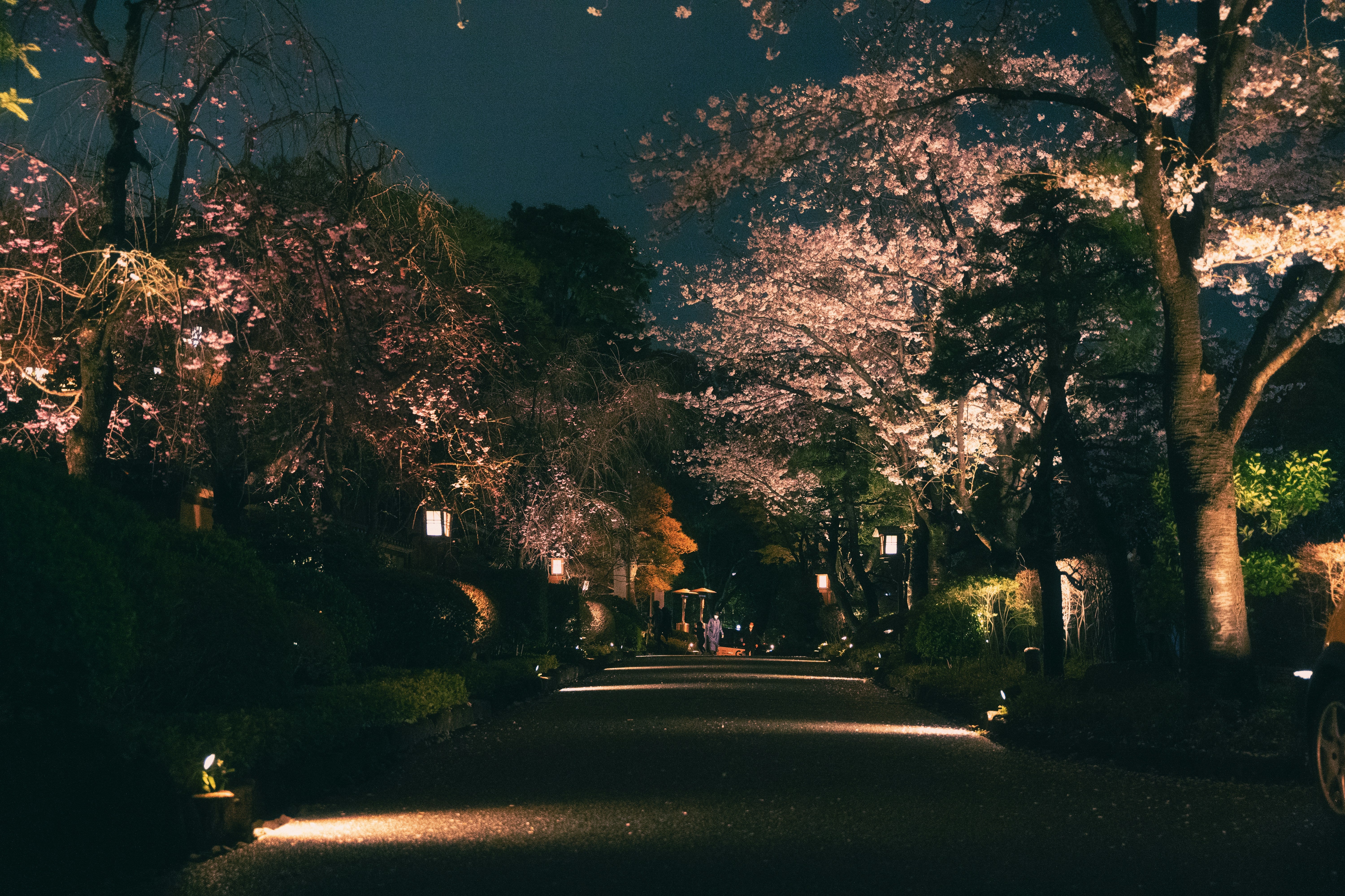 Kyoto After Dark